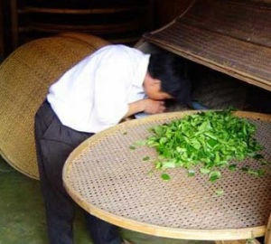 青龙山茶加盟