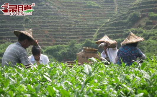 绿腾生态名茶加盟 绿腾生态名茶