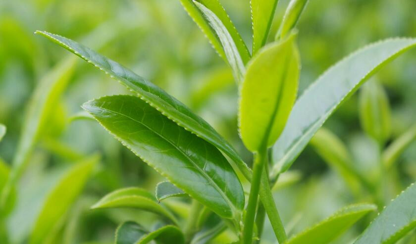 英德红茶加盟